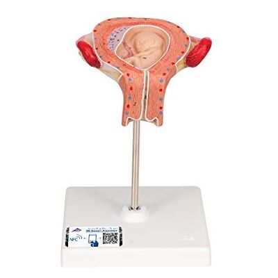 3B Scientific Menschliche Anatomie Fetus Modell, 3. Monat + kostenlose Anatomie App 3B Smart Anatomy 3B Scientific Menschliche Anatomie Fetus Modell, 3. Monat + kostenlose Anatomie App 3B Smart Anatomy