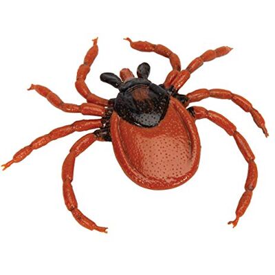 3B Scientific Biologie Gemeiner Holzbock (Ixodes ricinus), Modell 3B Scientific Biologie Gemeiner Holzbock (Ixodes ricinus), Modell