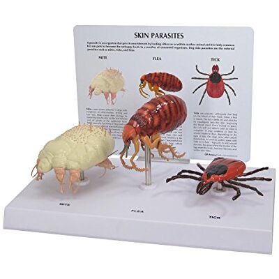 3B Scientific GPI Anatomicals Hundeparasitenmodell (Milbe, Floh und Zecke) 3B Scientific GPI Anatomicals Hundeparasitenmodell (Milbe, Floh und Zecke)