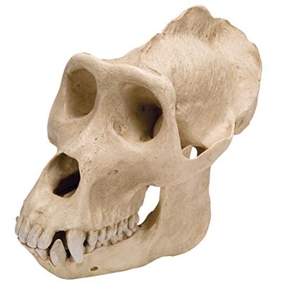 3B Scientific Gorillaschädel (Gorilla gorilla masculum), Replikat 3B Scientific Gorillaschädel (Gorilla gorilla masculum), Replikat