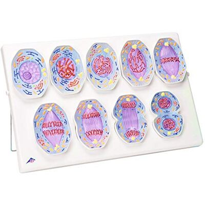 3B Scientific Biologie Mitosemodell 3B Scientific Biologie Mitosemodell