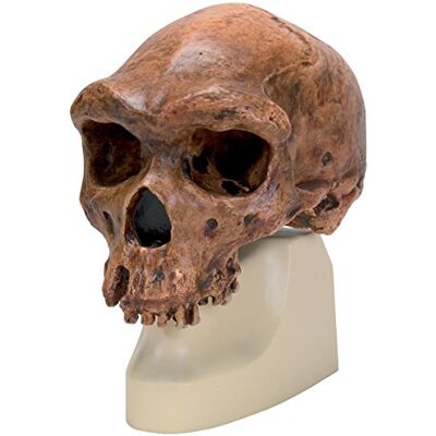 3B Scientific Schädelreplikat Homo rhodesiensis (Broken Hill, Woodward, 1921) 3B Scientific Schädelreplikat Homo rhodesiensis (Broken Hill, Woodward, 1921)