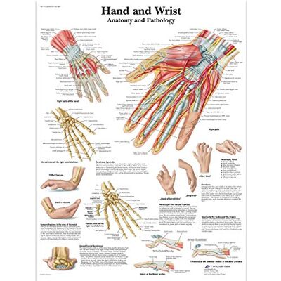 3B Scientific VR1171UU Human Anatomy, Hand und Handgelenk Anatomie/Pathologie Schaubild, Papierversion, 0,25 x 50,8 x 63,5 cm 3B Scientific VR1171UU Human Anatomy, Hand und Handgelenk Anatomie/Pathologie Schaubild, Papierversion, 0,25 x 50,8 x 63,5 cm