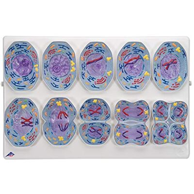 3B Scientific Biologie Meiosemodell 3B Scientific Biologie Meiosemodell