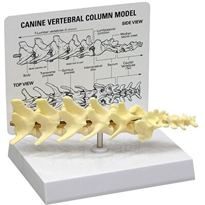 3B Scientific GPI Anatomicals W33353 Hund Wirbelmodell 3B Scientific GPI Anatomicals W33353 Hund Wirbelmodell