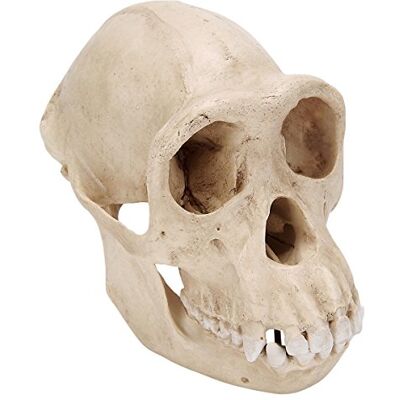 3B Scientific Schimpansenschädel, weiblich (Pan troglodytes feminam), Replikat 3B Scientific Schimpansenschädel, weiblich (Pan troglodytes feminam), Replikat