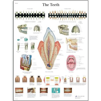 3B Scientific Lehrtafel der menschlichen Zähne, Anatomieposter der Zähne, Lehrtafel zu Zahnaufbau und Mundgesundheit für Zahnmedizin & medizinische Ausbildung 3B Scientific Lehrtafel der menschlichen Zähne, Anatomieposter der Zähne, Lehrtafel zu Zahnaufbau und Mundgesundheit für Zahnmedizin & medizinische Ausbildung