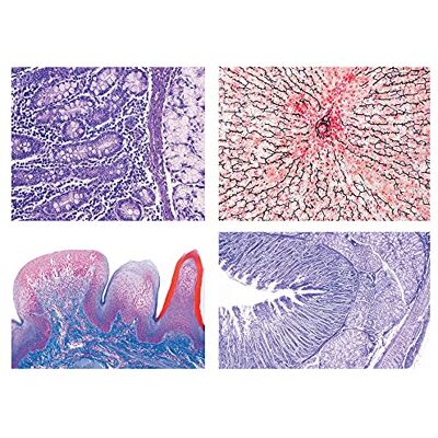 3B Scientific LIEDER Mikropräparat Serie Verdauungssystem 3B Scientific LIEDER Mikropräparat Serie Verdauungssystem