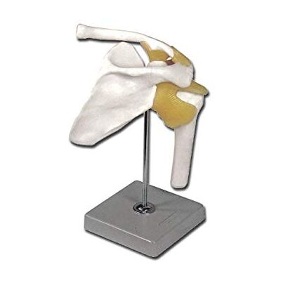 GIMA Sehr detailliertes anatomisches Modell des menschlichen Schultergelenks mit Bändern, 1X-Vergrößerung GIMA Sehr detailliertes anatomisches Modell des menschlichen Schultergelenks mit Bändern, 1X-Vergrößerung