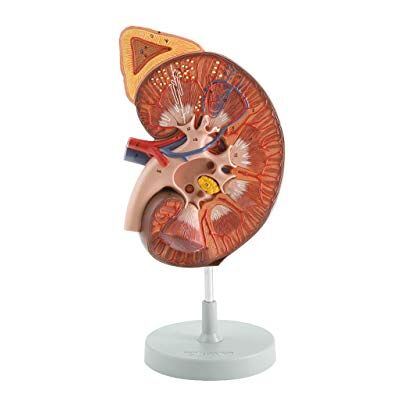 GIMA 1-teiliges, sehr Detailliertes, Zerlegtes, Dreidimensionales Anatomisches Modell der Menschlichen Nieren und Nebenniere, 3X-Vergrößerung GIMA 1-teiliges, sehr Detailliertes, Zerlegtes, Dreidimensionales Anatomisches Modell der Menschlichen Nieren und Nebenniere, 3X-Vergrößerung