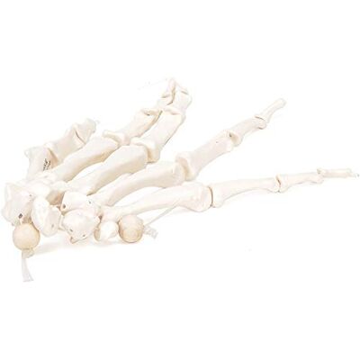 3B Scientific A40/2 Handskelett-Modell + kostenlose Anatomie App 3B Smart Anatomy 3B Scientific A40/2 Handskelett-Modell + kostenlose Anatomie App 3B Smart Anatomy