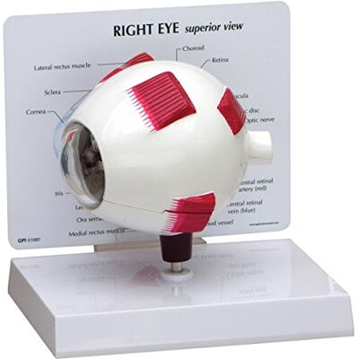 3B Scientific GPI Anatomicals 2751 Auge Modell komplett 3B Scientific GPI Anatomicals 2751 Auge Modell komplett