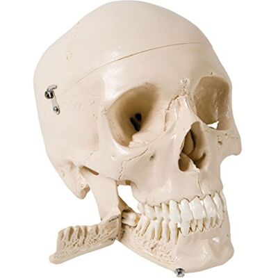 3B Scientific 4-teiliges menschliches Schädelmodell mit 32 herausnehmbaren Zähnen und Unterkieferabschnitt – Detailliertes Lehrmodell der Zahn"anatomie 3B Scientific 4-teiliges menschliches Schädelmodell mit 32 herausnehmbaren Zähnen und Unterkieferabschnitt – Detailliertes Lehrmodell der Zahn"anatomie
