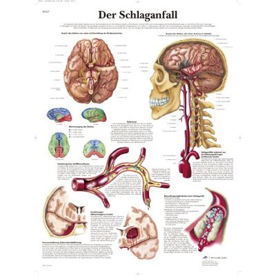 3B Scientific Kalibr Poster - Anatomie Poster 3B Scientific Kalibr Poster - Anatomie Poster