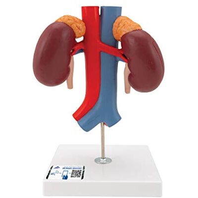 3B Scientific Menschliche Anatomie Nieren mit Gefäßen, 2-teilig + kostenlose Anatomie App 3B Smart Anatomy 3B Scientific Menschliche Anatomie Nieren mit Gefäßen, 2-teilig + kostenlose Anatomie App 3B Smart Anatomy