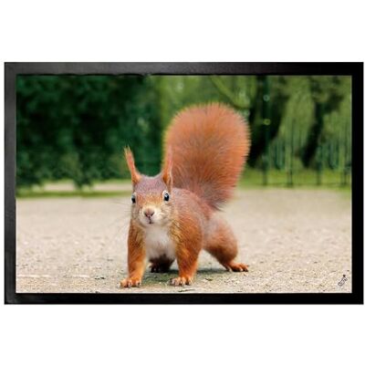 1art1 Eichhörnchen Hast Du Mal EIN Nüsschen ? Fußmatte Dekomatte Innenbereich Design Türmatte 60x40 cm 1art1 Eichhörnchen Hast Du Mal EIN Nüsschen ? Fußmatte Dekomatte Innenbereich Design Türmatte 60x40 cm