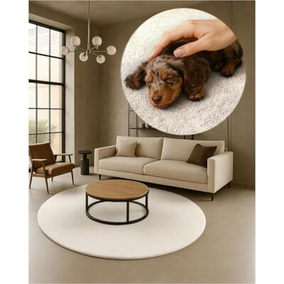 TEXMAXX Weicher Kurzflor Teppich Wohnzimmer mit rutschhemmender Rückseite Rund 200 x 200 cm Modern für Flur, Esszimmer und als Schlafzimmer Teppich in Cremeweiß Waschbar bis 30 Grad TEXMAXX Weicher Kurzflor Teppich Wohnzimmer mit rutschhemmender Rückseite Rund 200 x 200 cm Modern für Flur, Esszimmer und als Schlafzimmer Teppich in Cremeweiß Waschbar bis 30 Grad