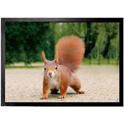 1art1 Eichhörnchen Hast Du Mal EIN Nüsschen ? Fußmatte Dekomatte Innenbereich Design Türmatte 70x50 cm 1art1 Eichhörnchen Hast Du Mal EIN Nüsschen ? Fußmatte Dekomatte Innenbereich Design Türmatte 70x50 cm