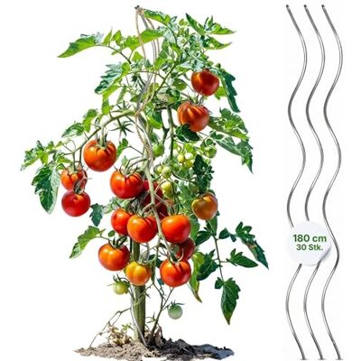 Gartenwelt Riegelsberger Tomatenspirale 180 cm – 30 Stück Tomatenstäbe aus Stahl Ø 5,6 mm, stabile Pflanzenstütze für Tomaten & Kletterpflanzen, wetterfest für Garten & Gewächshaus Gartenwelt Riegelsberger Tomatenspirale 180 cm – 30 Stück Tomatenstäbe aus Stahl Ø 5,6 mm, stabile Pflanzenstütze für Tomaten & Kletterpflanzen, wetterfest für Garten & Gewächshaus