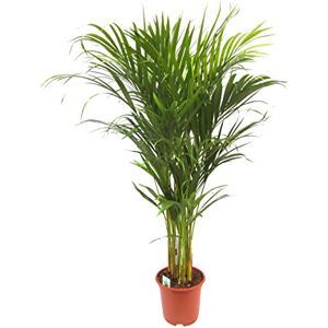 Dominik Blumen und Pflanzen , Goldfruchtpalme Dypsis lutescens circa 90 cm hoch 19 cm Topf 1 Pflanze, Zimmerpflanzen Dominik Blumen und Pflanzen , Goldfruchtpalme Dypsis lutescens circa 90 cm hoch 19 cm Topf 1 Pflanze, Zimmerpflanzen