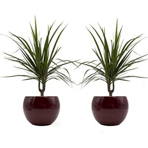 Rapido Drachenbaum marginata-Duo mit handgefertigtem Keramik-Blumentopf "Cresto Rot", 2 Pflanzen und Deko-Töpfe Rapido Drachenbaum marginata-Duo mit handgefertigtem Keramik-Blumentopf "Cresto Rot", 2 Pflanzen und Deko-Töpfe