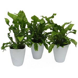 Dominik Blumen und Pflanzen , Zimmerpflanzen Nestfarn "Asplenium nidus", 3 Pflanzen, circa 15 cm hoch, 13 cm Topf und Dekotopf, weiß / grün Dominik Blumen und Pflanzen , Zimmerpflanzen Nestfarn "Asplenium nidus", 3 Pflanzen, circa 15 cm hoch, 13 cm Topf und Dekotopf, weiß / grün