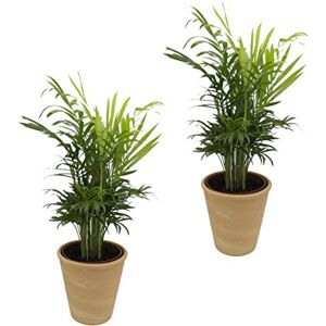 Dominik Blumen und Pflanzen , Zimmerpalmen-Duo 2 Chamedorea-Palmen mit terrakottafarbenem Dekotopf, ca. 20 30 cm hoch Dominik Blumen und Pflanzen , Zimmerpalmen-Duo 2 Chamedorea-Palmen mit terrakottafarbenem Dekotopf, ca. 20 30 cm hoch