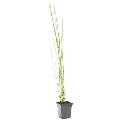 Bloomique Equisetum Japonicum Japanischer Schachtelhalm Teichpflanzen Winterhart Wasserpflanzen Zone 2-3 Höhe 20-30 cm Topf 9 cm Bloomique Equisetum Japonicum Japanischer Schachtelhalm Teichpflanzen Winterhart Wasserpflanzen Zone 2-3 Höhe 20-30 cm Topf 9 cm