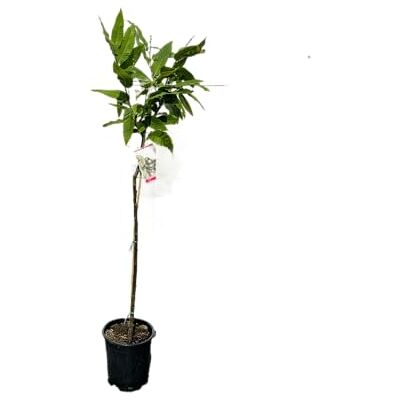 Tropictrees Castanea Sativa Kastanienbaum 140/150 cm Winterhart Esskastanie Nussfrucht Edelkastanie Maronen Obstbaum Laubbaum Essbare Kastanien Nussfrüchte Tropictrees Castanea Sativa Kastanienbaum 140/150 cm Winterhart Esskastanie Nussfrucht Edelkastanie Maronen Obstbaum Laubbaum Essbare Kastanien Nussfrüchte