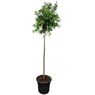 Sunny Tree Granatapfelbaum Winterhart Obstbaum Punica Granatum Hohe 160 zentimeter A+ ware Sunny Tree Granatapfelbaum Winterhart Obstbaum Punica Granatum Hohe 160 zentimeter A+ ware