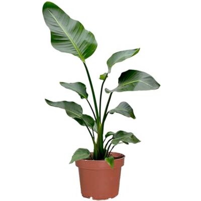 Green Me Up Strelitzie Strelitzia nicolai XXL Zimmerpflanze 100–110 cm hoch mit 2–3 Trieben im 21 cm-Topf Pflegeleicht für Wohnzimmer, Büro oder Balkon frisch aus der Gärtnerei Green Me Up Strelitzie Strelitzia nicolai XXL Zimmerpflanze 100–110 cm hoch mit 2–3 Trieben im 21 cm-Topf Pflegeleicht für Wohnzimmer, Büro oder Balkon frisch aus der Gärtnerei
