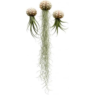 Generic 3 Quallen mit Sputnik-Seeigel und verschiedenen Luftpflanzen Generic 3 Quallen mit Sputnik-Seeigel und verschiedenen Luftpflanzen