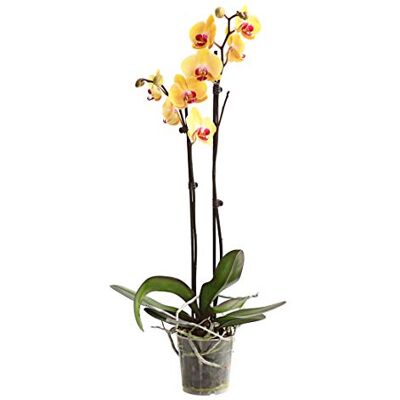 Dehner Schmetterlingsorchidee, gelbe Blüten, ca. 50-60 cm, Ø Topf 12 cm Phalaenopsis cultivars, zweitriebige blühende Zimmerpflanze, pflegeleicht, für helle Standorte Dehner Schmetterlingsorchidee, gelbe Blüten, ca. 50-60 cm, Ø Topf 12 cm Phalaenopsis cultivars, zweitriebige blühende Zimmerpflanze, pflegeleicht, für helle Standorte