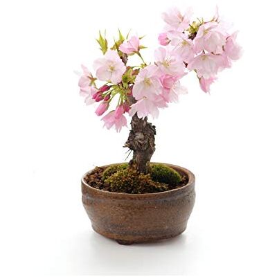 Seedeo Bonsai Anzuchtset Japanische Blüten- und Zierkirsche (Prunus serulata) Seedeo Bonsai Anzuchtset Japanische Blüten- und Zierkirsche (Prunus serulata)