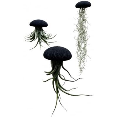 Generic Tillandsien Luftpflanzen 3er Set mit schwarzen Alfonso-Seeigeln Quallenpflanzen, Bromelien, Spanisches Moos, Luftpflanzen Halterung, Trendyairplants Generic Tillandsien Luftpflanzen 3er Set mit schwarzen Alfonso-Seeigeln Quallenpflanzen, Bromelien, Spanisches Moos, Luftpflanzen Halterung, Trendyairplants