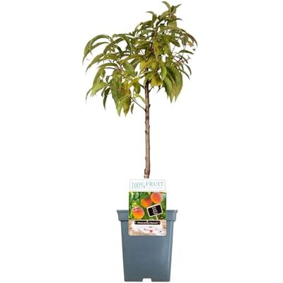GardenersDream Terrassenobstbaumkollektion Verschiedene Früchte Ideal für kleine Gärten 2-3ft GardenersDream Terrassenobstbaumkollektion Verschiedene Früchte Ideal für kleine Gärten 2-3ft