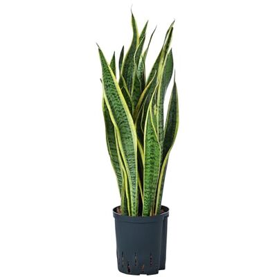 Dehner Bogenhanf in Hydrokultur, gelb-grünes Laub, ca. 75 cm, Ø 18 cm Sansevieria trifasciata var. laurentii, inkl. Wasserstandsanzeiger, sukkulente Zimmerpflanze, für helle Standorte Dehner Bogenhanf in Hydrokultur, gelb-grünes Laub, ca. 75 cm, Ø 18 cm Sansevieria trifasciata var. laurentii, inkl. Wasserstandsanzeiger, sukkulente Zimmerpflanze, für helle Standorte