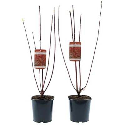 GARDENZO Ziersträucher winterhart Blütenstrauch Mischung 50–70 cm im 17 cm Topf für farbenreiche Blüte im Frühjahr und Sommer (2, 2 Pflanzen Cornus alba ‘Siberica’ (Hartriegel)) GARDENZO Ziersträucher winterhart Blütenstrauch Mischung 50–70 cm im 17 cm Topf für farbenreiche Blüte im Frühjahr und Sommer (2, 2 Pflanzen Cornus alba ‘Siberica’ (Hartriegel))