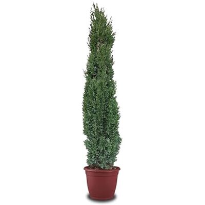 Tropictrees Italienische Zypresse Winterhart, Cupressus Sempervirens Totem160 cm Höhe, Schlanke Immergrüne Koniferen-Zypressen, Strauch Bäume für Garten und Einfahrt Tropictrees Italienische Zypresse Winterhart, Cupressus Sempervirens Totem160 cm Höhe, Schlanke Immergrüne Koniferen-Zypressen, Strauch Bäume für Garten und Einfahrt