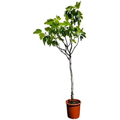 Tropictrees Ficus Carica Feigenbaum Echter Obstbaum Höhe: 150 cm frosthart für drinnen/außen große und leckere Früchte perfekt für jeden Garten Tropictrees Ficus Carica Feigenbaum Echter Obstbaum Höhe: 150 cm frosthart für drinnen/außen große und leckere Früchte perfekt für jeden Garten