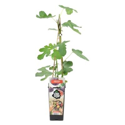 Bloomique Ficus Carica 'Brown Turkey' Feigenbaum Obstbäume Gartenpflanzen Winterhart Topf 14 cm Höhe 60-70 cm Bloomique Ficus Carica 'Brown Turkey' Feigenbaum Obstbäume Gartenpflanzen Winterhart Topf 14 cm Höhe 60-70 cm