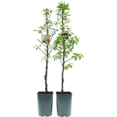 GARDENZO Säulenobst Baum 70–80 cm – Säulenapfel & Säulenbirne im 4L Topf, winterhart, Obstbaum für Balkon, Terrasse & Garten, ideal für kleine Räume (2, Säulenapfel ‘Red Sensation’ + Säulenbirne ‘Condo’) GARDENZO Säulenobst Baum 70–80 cm – Säulenapfel & Säulenbirne im 4L Topf, winterhart, Obstbaum für Balkon, Terrasse & Garten, ideal für kleine Räume (2, Säulenapfel ‘Red Sensation’ + Säulenbirne ‘Condo’)