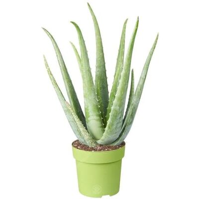 GardenersDream 2 x Medizinische Aloe Vera Therapeutische Zimmerpflanze Büropflanze im 12cm Topf GardenersDream 2 x Medizinische Aloe Vera Therapeutische Zimmerpflanze Büropflanze im 12cm Topf