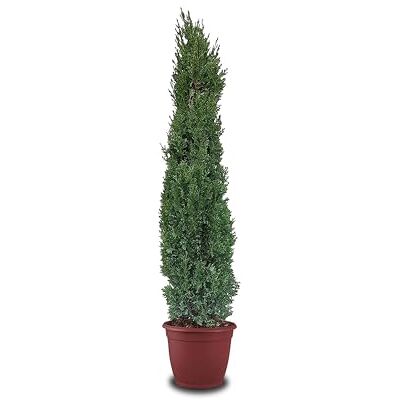 Tropictrees Italienische Zypresse Winterhart, Cupressus Sempervirens Totem 140 cm Höhe, Schlanke Immergrüne Koniferen-Zypressen, Strauch Bäume für Garten und Einfahrt Tropictrees Italienische Zypresse Winterhart, Cupressus Sempervirens Totem 140 cm Höhe, Schlanke Immergrüne Koniferen-Zypressen, Strauch Bäume für Garten und Einfahrt