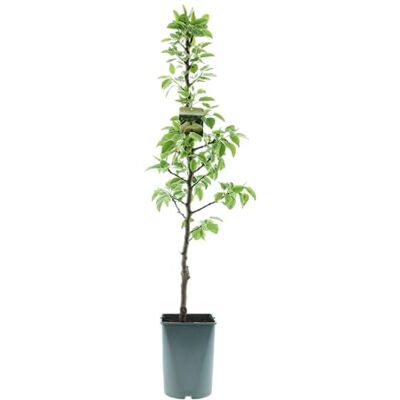 GARDENZO Säulenobst Baum 70–80 cm – Säulenapfel & Säulenbirne im 4L Topf, winterhart, Obstbaum für Balkon, Terrasse & Garten, ideal für kleine Räume (1, Säulenbirne ‘Condo’ (Pyrus communis)) GARDENZO Säulenobst Baum 70–80 cm – Säulenapfel & Säulenbirne im 4L Topf, winterhart, Obstbaum für Balkon, Terrasse & Garten, ideal für kleine Räume (1, Säulenbirne ‘Condo’ (Pyrus communis))