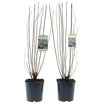 GARDENZO Ziersträucher winterhart Blütenstrauch Mischung 50–70 cm im 17 cm Topf für farbenreiche Blüte im Frühjahr und Sommer (2, 2 Pflanzen Deutzia scabra (Deutzie)) GARDENZO Ziersträucher winterhart Blütenstrauch Mischung 50–70 cm im 17 cm Topf für farbenreiche Blüte im Frühjahr und Sommer (2, 2 Pflanzen Deutzia scabra (Deutzie))