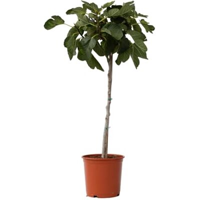 Plant in a Box Ficus Carica Höhe 70-90cm Feigenbaum winterhart Obstbaum für garten der balkon Topf 21cm Plant in a Box Ficus Carica Höhe 70-90cm Feigenbaum winterhart Obstbaum für garten der balkon Topf 21cm