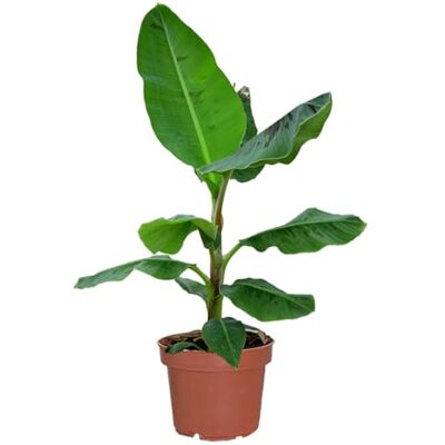 Green Me Up Bananenpflanze Musa Dwarf Cavendish ca. 90–100 cm XXL-Zimmerpflanze tropisches Flair für Balkon & Wohnzimmer schnellwachsend Pflanzen-Highlight frisch aus der Gärtnerei Green Me Up Bananenpflanze Musa Dwarf Cavendish ca. 90–100 cm XXL-Zimmerpflanze tropisches Flair für Balkon & Wohnzimmer schnellwachsend Pflanzen-Highlight frisch aus der Gärtnerei
