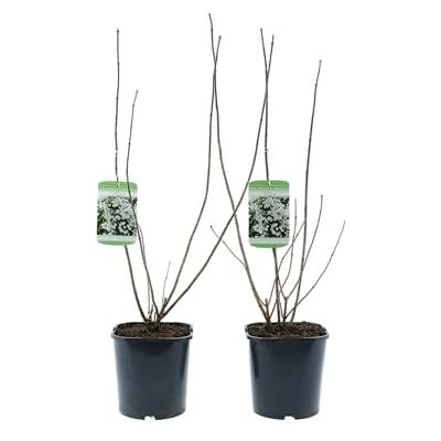 GARDENZO Ziersträucher winterhart Blütenstrauch Mischung 50–70 cm im 17 cm Topf für farbenreiche Blüte im Frühjahr und Sommer (2, 2 Pflanzen Philadelphus ‘Virginal’ (Pfeifenstrauch)) GARDENZO Ziersträucher winterhart Blütenstrauch Mischung 50–70 cm im 17 cm Topf für farbenreiche Blüte im Frühjahr und Sommer (2, 2 Pflanzen Philadelphus ‘Virginal’ (Pfeifenstrauch))