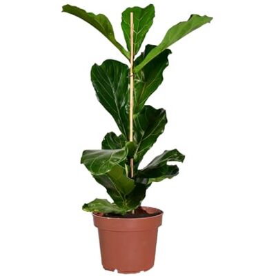 Green Me Up Geigenfeige Ficus lyrata große Zimmerpflanze 100-110 cm Topf Ø19-21 cm pflegeleicht 1x pro Woche gießen heller Standort ideale Bodenpflanze für Wohnzimmer & Büro Green Me Up Geigenfeige Ficus lyrata große Zimmerpflanze 100-110 cm Topf Ø19-21 cm pflegeleicht 1x pro Woche gießen heller Standort ideale Bodenpflanze für Wohnzimmer & Büro